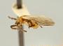 Lucidota fulvotinctus