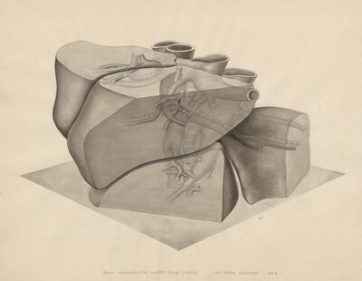 Lungs