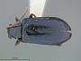 Luperodes bimarginata
