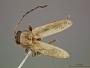 Luperodes elachistus