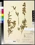 Lupinus albifrons Benth.