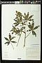 Lupinus campestris Cham. & Schltdl.