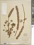 Lupinus confertus Kellogg