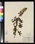 Lupinus cuspidatus Rusby