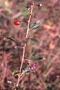 Lycium barbarum L.