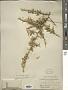 Lycium cooperi A. Gray