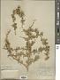 Lycium cooperi A. Gray