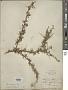 Lycium puberulum A. Gray