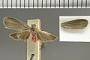 Lycomorphodes genificans