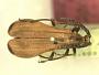 Lycomorphoides simulans