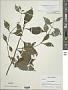 Lycopus virginicus L.