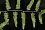 Lygodium sp.