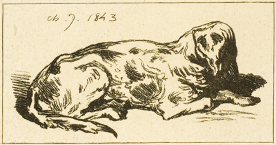 Lying Dog