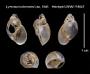 Lymnaea bulimoides
