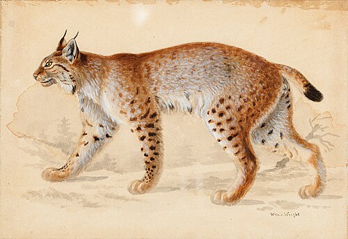 Lynx