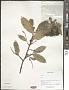Lyonia sp.