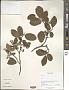 Lyonia sp.