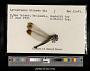 Lyriothemis hirundo