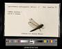 Lyriothemis pachygastra
