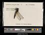 Lyriothemis pachygastra