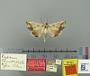 Lysana caudatula