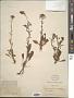 Lysimachia candida Lindl.