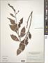 Lysimachia clethroides Duby