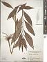 Lysimachia clethroides Duby