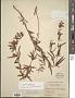 Lysimachia quadriflora Sims