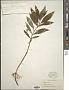 Lysimachia thyrsiflora L.