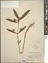 Lysimachia thyrsiflora L.