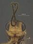 Lysiognatha longicauda