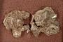 Lystrosaurus sp