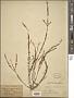 Lythrum gracile Benth.