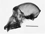 Macaca sylvanus