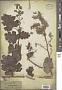 Macleaya cordata (Willd.) R. Br.