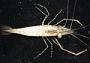 Macrobrachium australe
