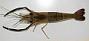 Macrobrachium lar