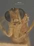 Macrocentrus impressus