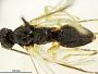 Macrodyctium flavipes