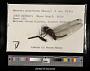 Macromia aeneothorax