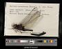 Macromia aeneothorax