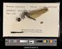 Macromia terpsichore