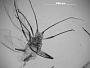 Macrosiphum atripes