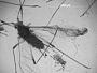 Macrosiphum breviscriptum