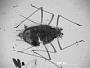 Macrosiphum constrictum