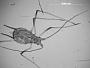Macrosiphum coryli