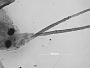 Macrosiphum longirostre