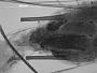 Macrosiphum mesosphaeri