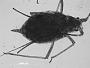 Macrosiphum packi